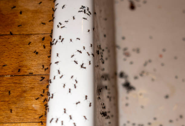 Best Local Pest Control Services  in Pine Grove Mills, PA